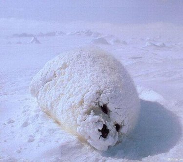 seal covered in snow