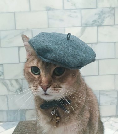 cat wearing gray beret.