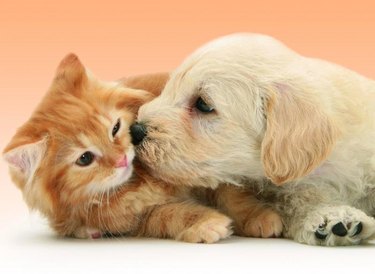 Puppy gives reluctant cat kiss.