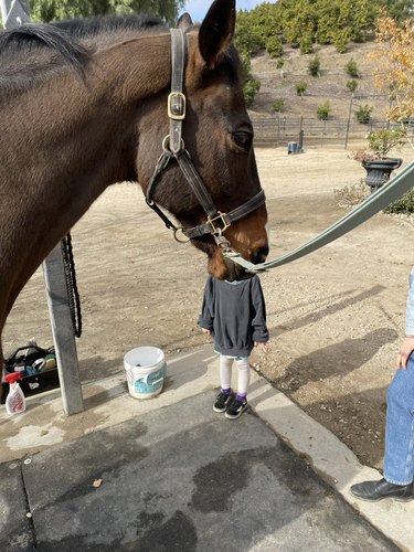 funny photo angle makes it look like horse is swallowing child
