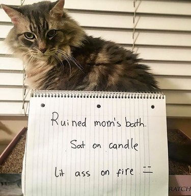 cat ruins candle