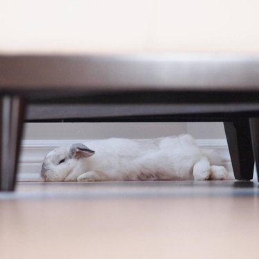 bunny sleeps under chair