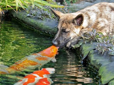 dog kisses fish in koi pond