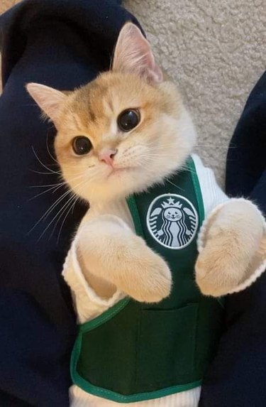 cat in barista apron