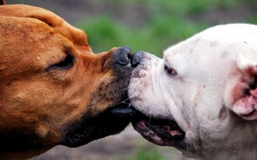 Two dogs kiss each other their eyes open.