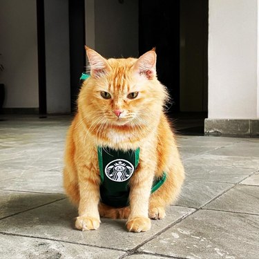 barista cat thinks you don't tip enough