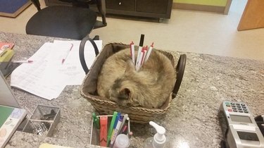Cat sleeping in a basket being used as a pen holder