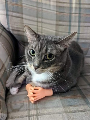 cat with small plastic human hands clasped together and looking serious.