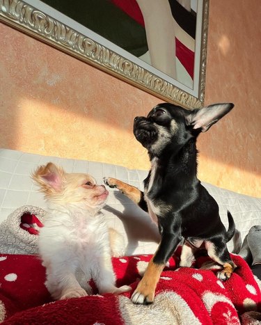 Two dogs practice kissing.