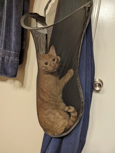 orange cat gets trapped in laundry bag.