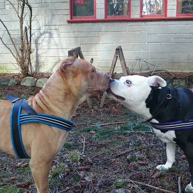 Two dogs kissing outside with their eyes open.