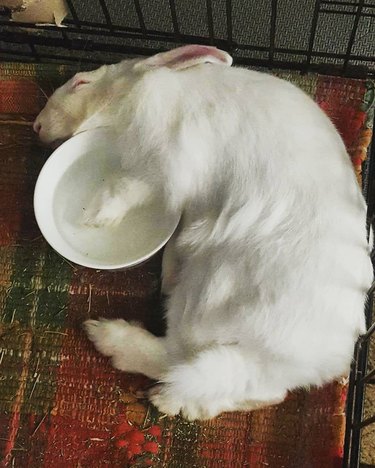 bunny sleeps with paw in water bowl