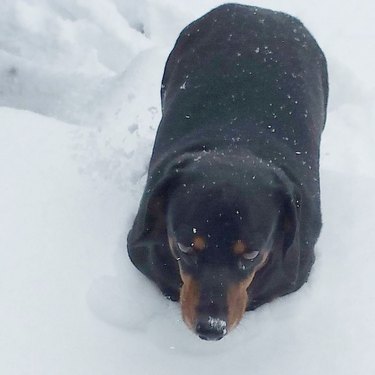 dog buried in snowdrift