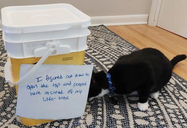cat poops in litter packaging