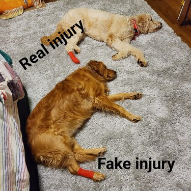dog jealous of other injured dog getting more attention.
