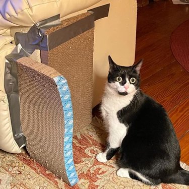 cat has shocked look when humans duct tape scratching post to couch.