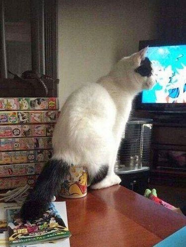 cat sits on man's coffee cup