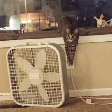 cat pulls cord on fan