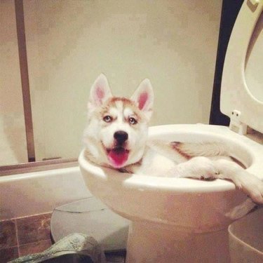 dog sleeping in toilet