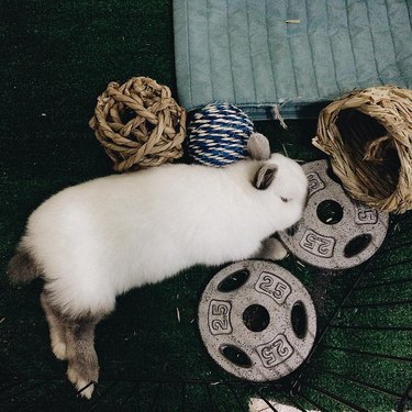 bunny sleeping next to weights for lifting