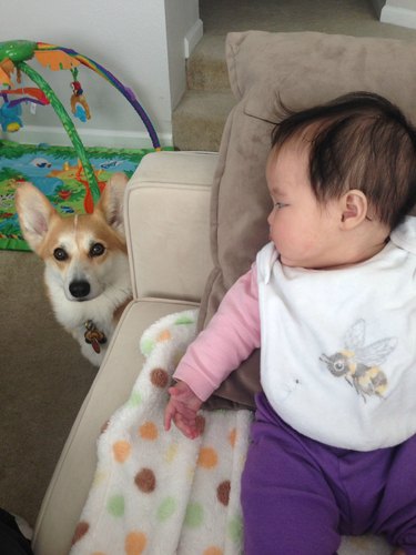 baby looks at dog
