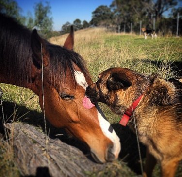 Dog kisses horse.