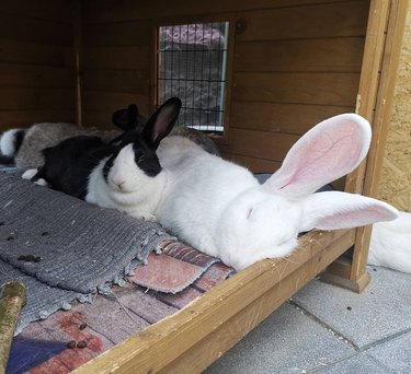 two giant bunnies sleeping