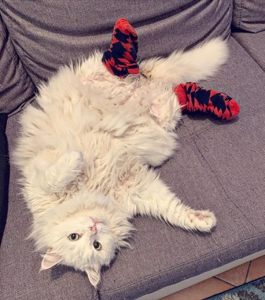 cat modeling socks
