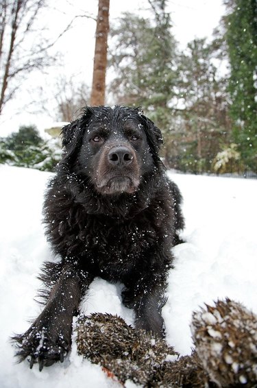 dog hates winter snow