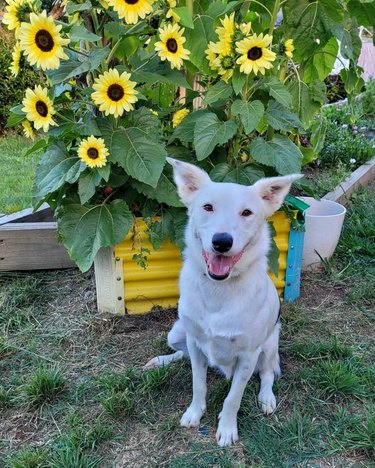 smiling dog in front of sunflowers