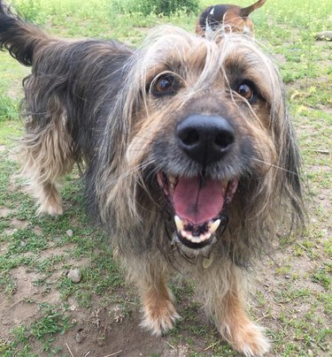 dog with wind-blown coat smiles for camera