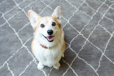 smiling corgi