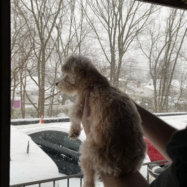 dog hates snow