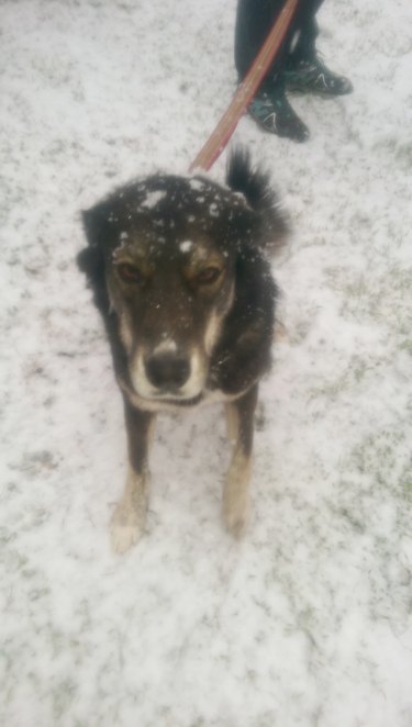 Texan dog hates snow