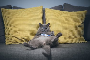 cat sitting on couch like a person