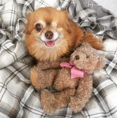 smiling dog cuddles stuffed bear