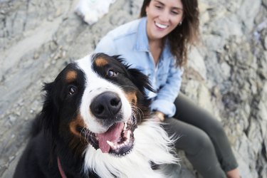 smiling dog