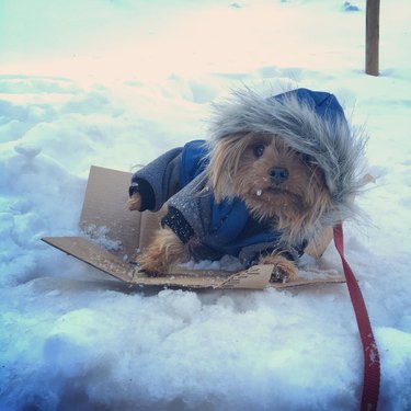 dog on snow sled