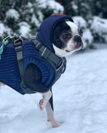 boston terrier hates snow