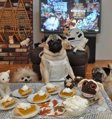 pug makes food for doggy friends