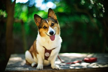 smiling corgi