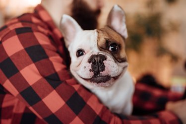 smiling French bulldog