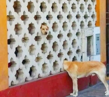 Dog sticking his head through a fence