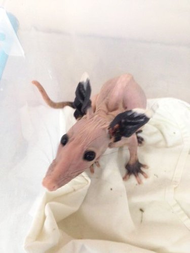hairless opossum without fur