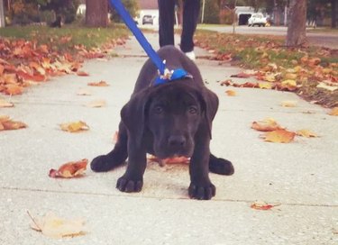 puppy out on first leash walk