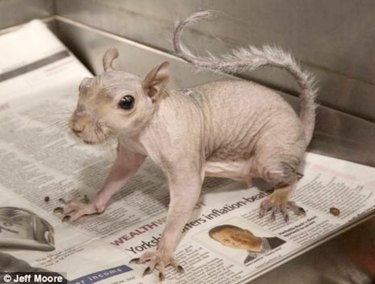 hairless squirrel without fur