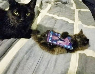 kitten has first cell phone
