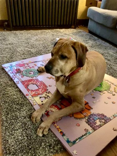 A dog is laying on top of a jigsaw puzzle.