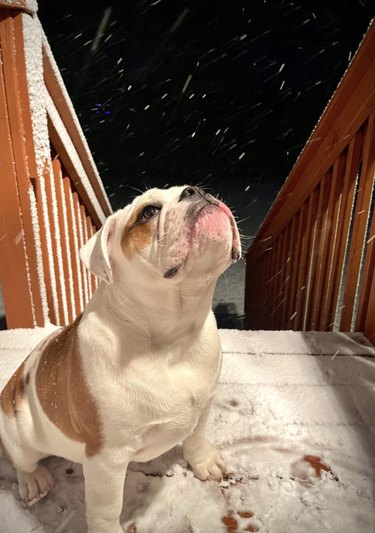 Bulldog sitting on a snow-covered porch gazing with wonder at the falling snowflakes.