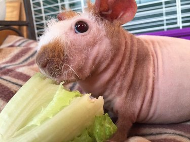 hairless guinea pig without fur